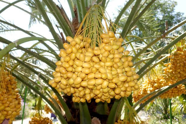 تصویر 4 از قیمت خرید خرما خارک و فروش صادراتی
